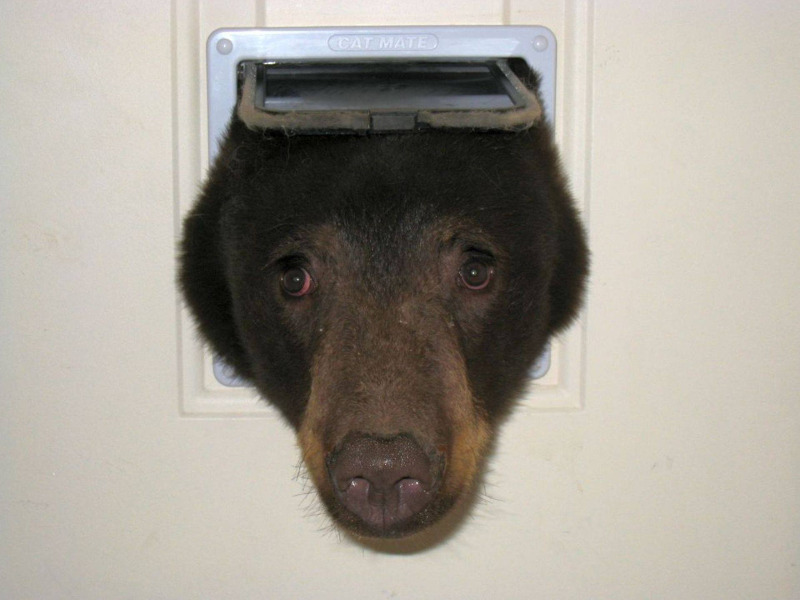 Bear stuck in cat door